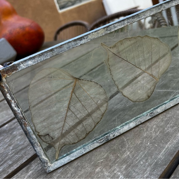 Dried Skeleton Leaves Pressed in Glass Framed Skeletonized Leaves Clear Glass - Picture 11 of 12